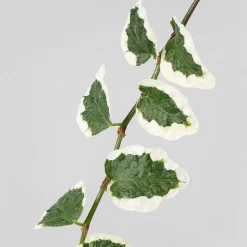 Ficus pumila 'White Sunny'