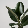 Ficus 'Robusta'