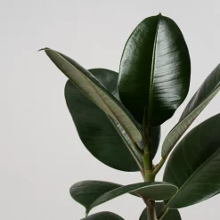 Ficus 'Robusta'