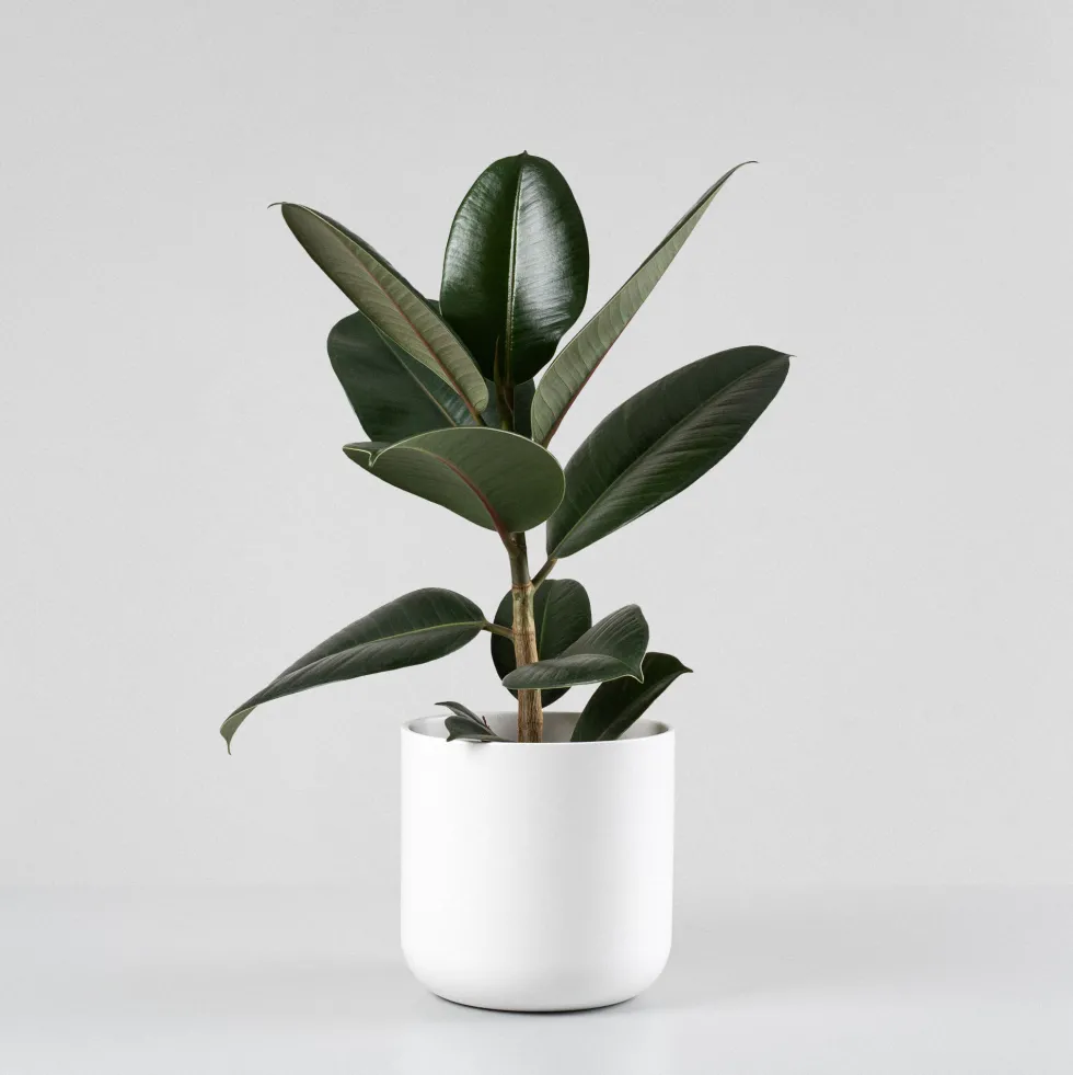 Ficus 'Robusta'