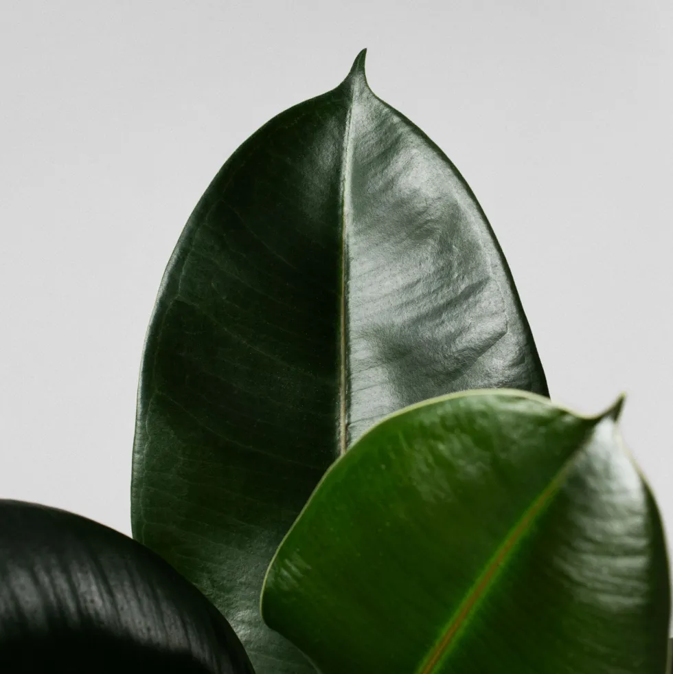 Ficus 'Robusta'