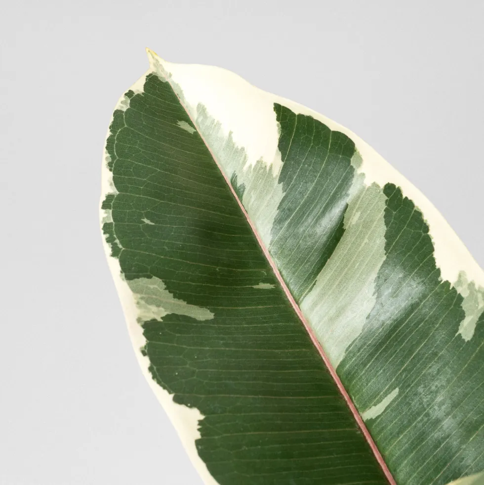 Ficus 'Tineke'