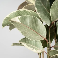 Ficus 'Tineke'