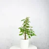 Ficus 'Twilight'