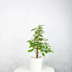 Ficus 'Twilight'