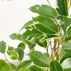 Ficus 'Twilight'