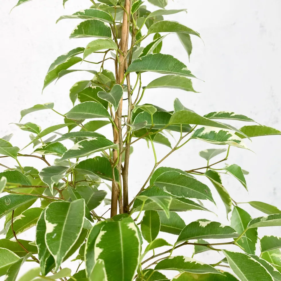 Ficus 'Twilight'