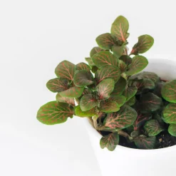 Fittonia