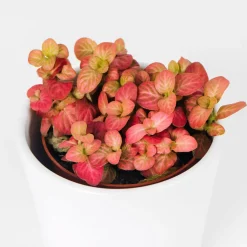 Fittonia
