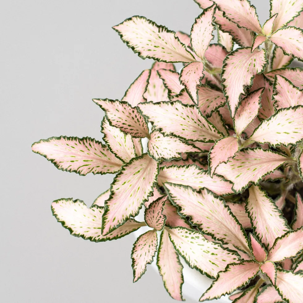 Fittonia