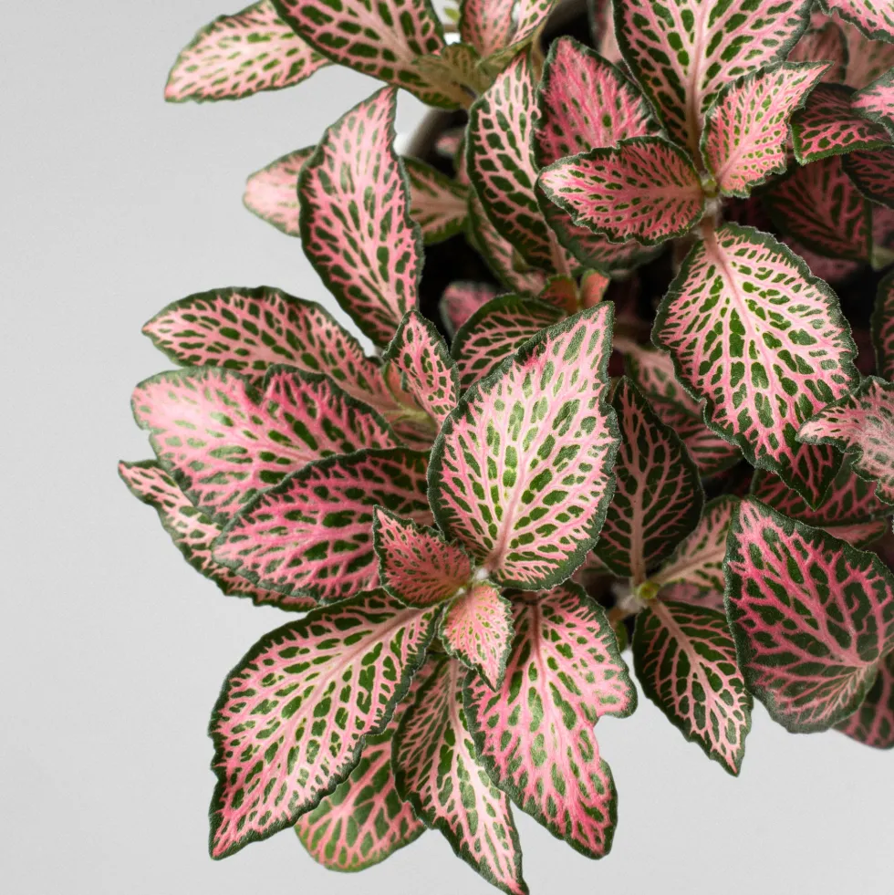 Fittonia