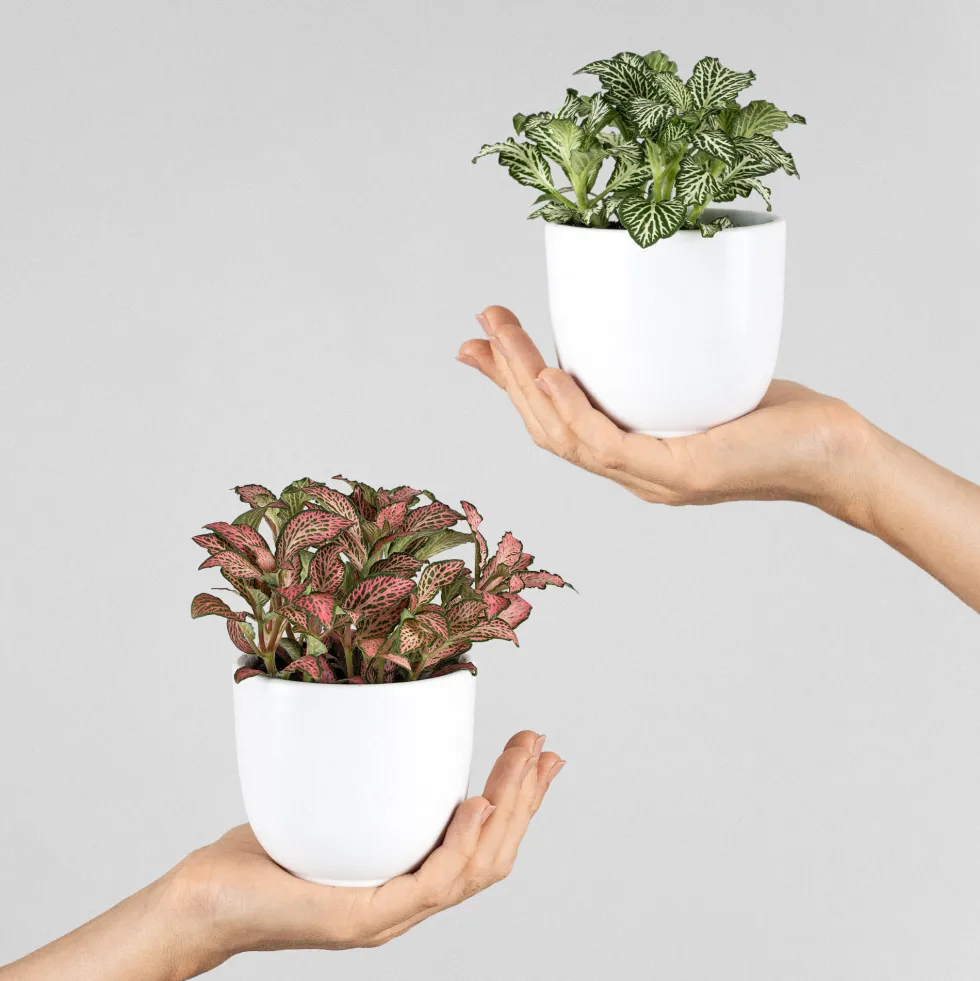 Fittonia