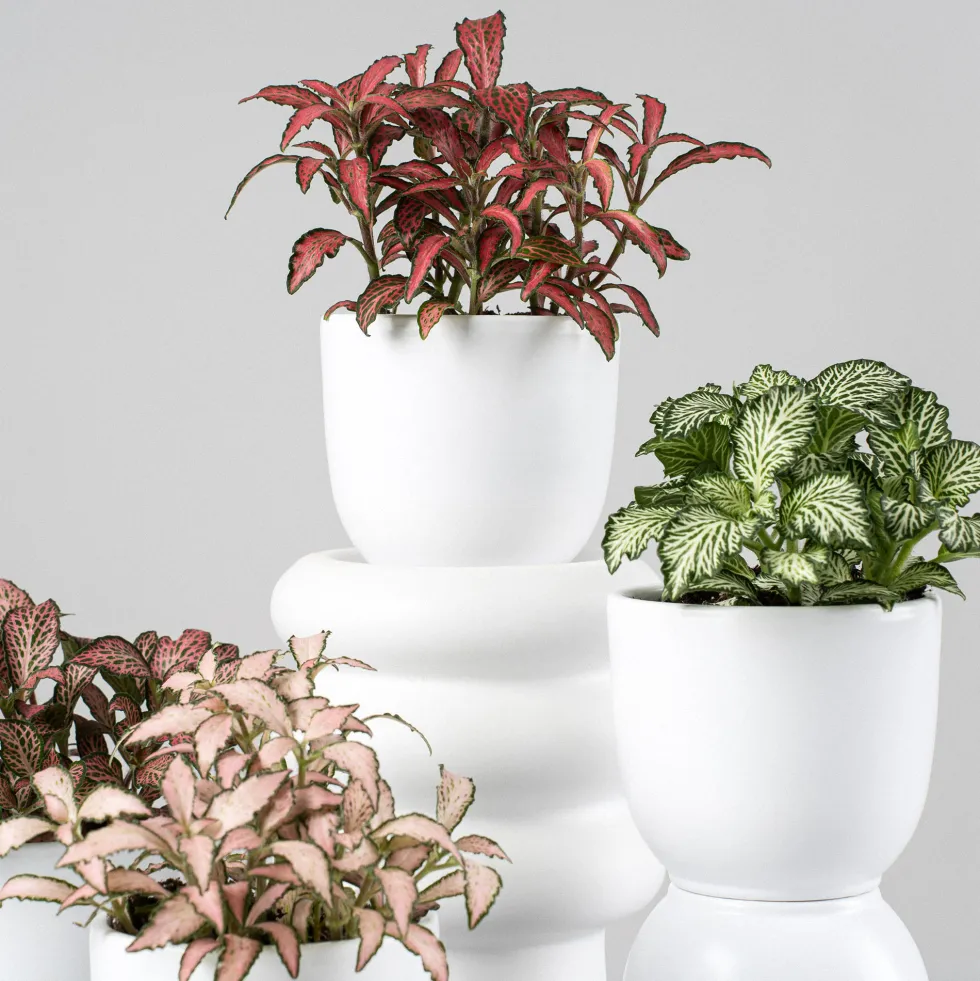 Fittonia