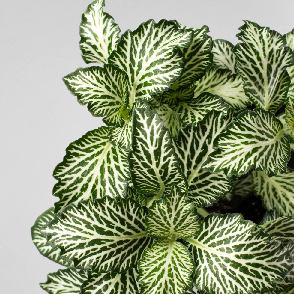 Fittonia