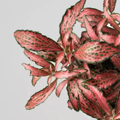 Fittonia