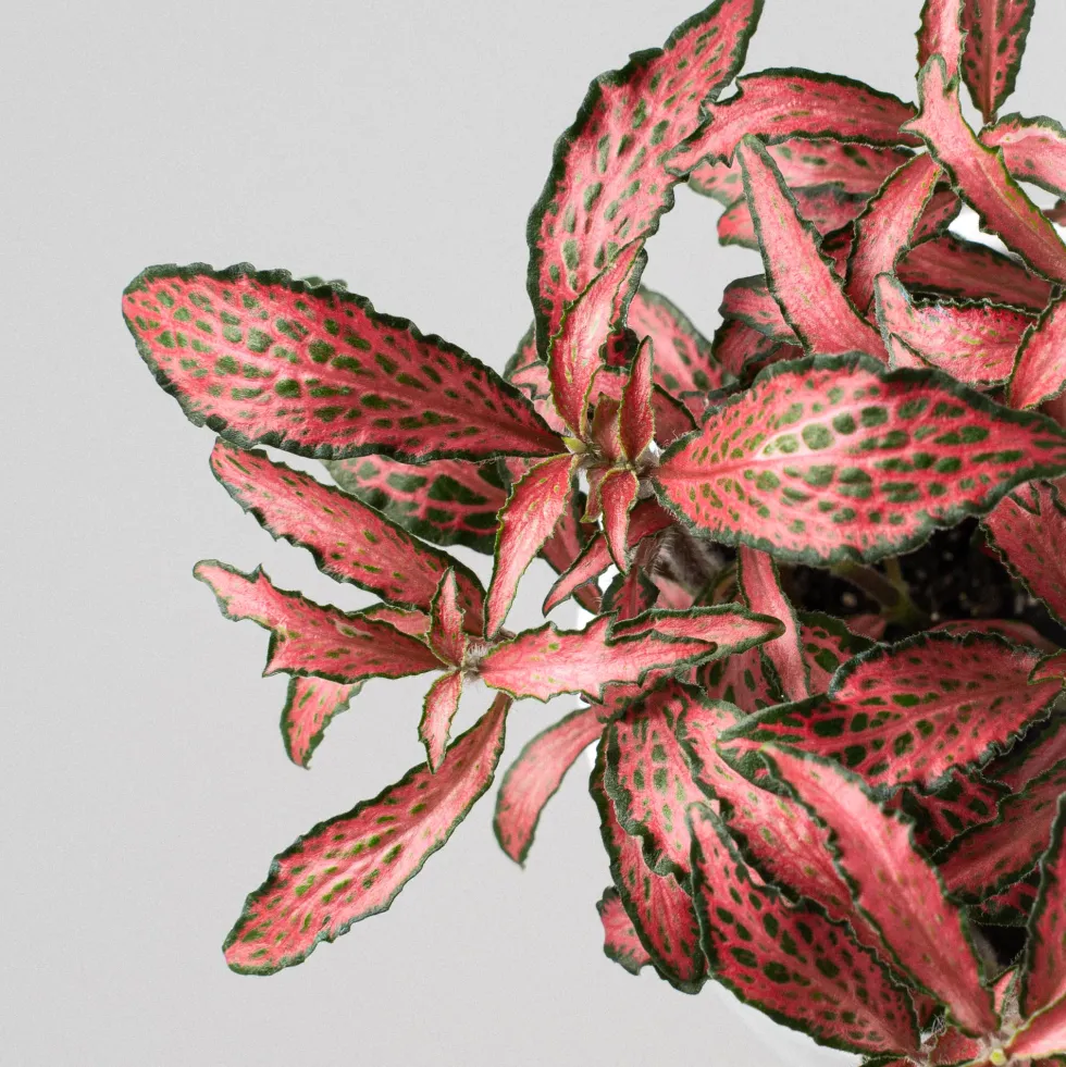 Fittonia