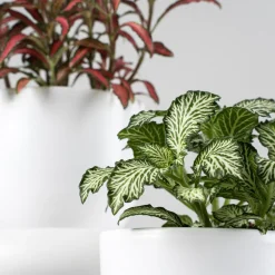 Fittonia