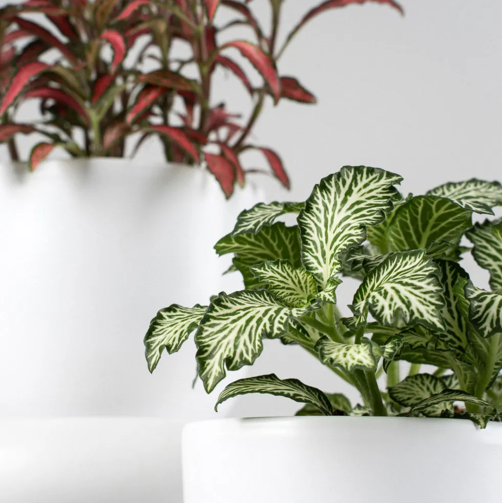 Fittonia