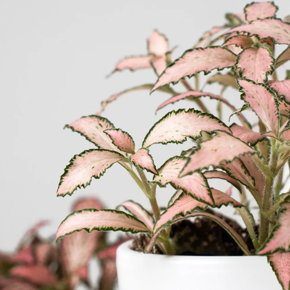 Fittonia