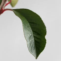Fotinia fraseri 'Carré Rouge'