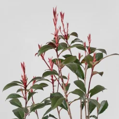 Fotinia fraseri 'Carré Rouge'