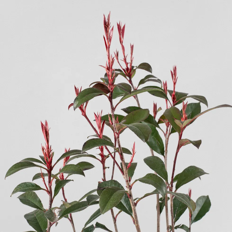 Fotinia fraseri 'Carré Rouge'