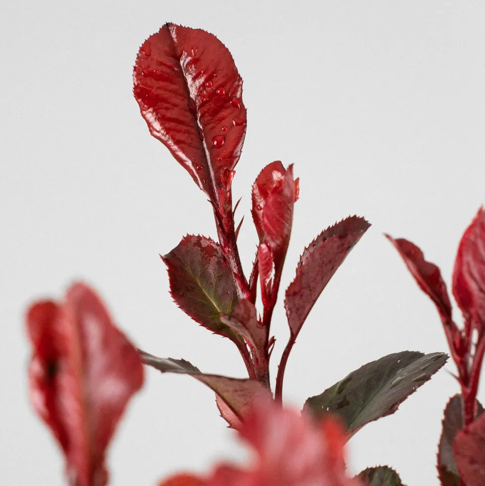 Fotinia fraseri 'Little Red Robin'