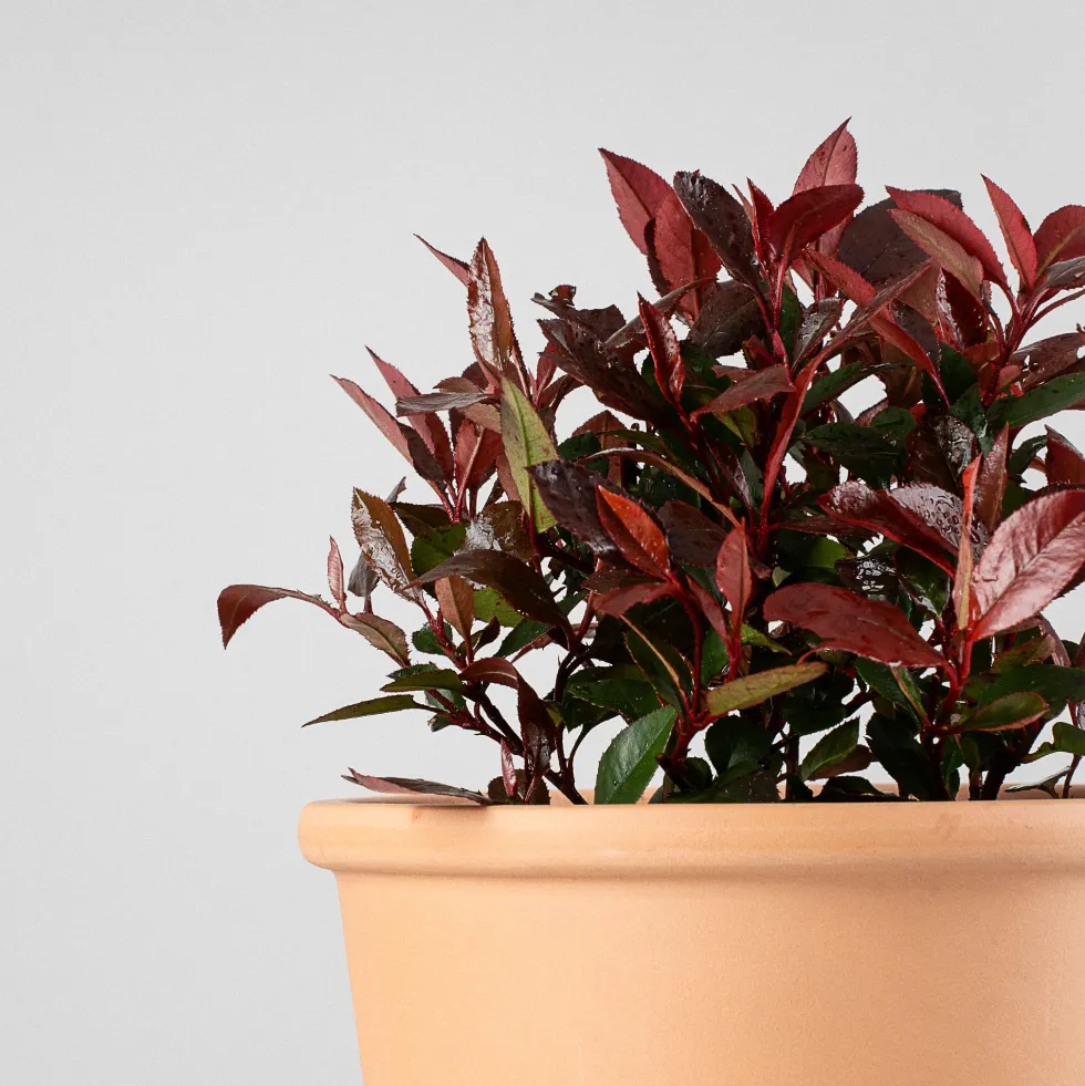 Fotinia fraseri 'Little Red Robin'