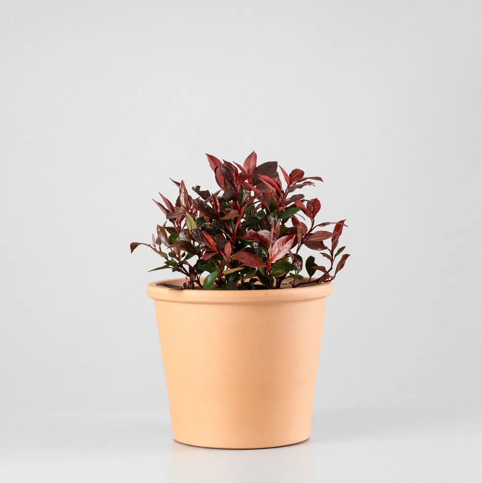 Fotinia fraseri 'Little Red Robin'