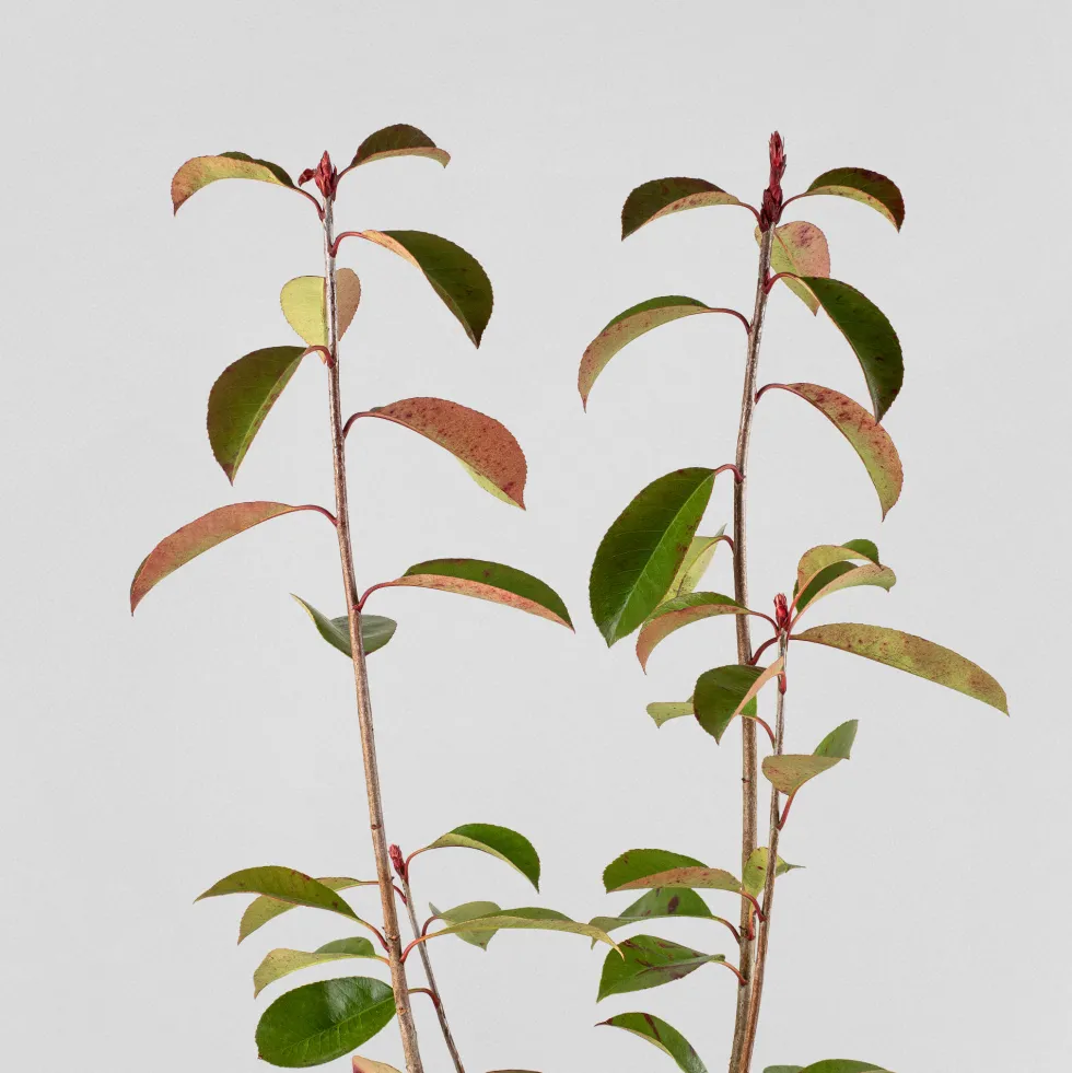 Fotinia fraseri 'Red Robin'