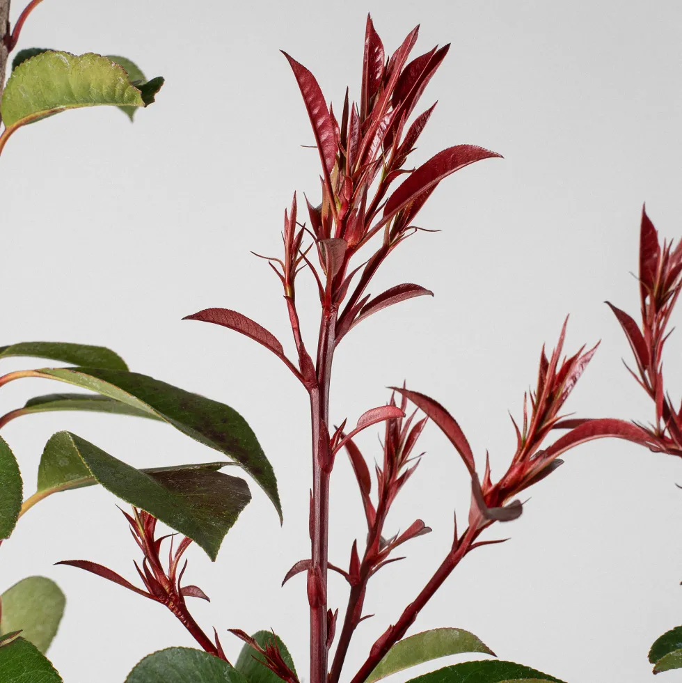 Fotinia fraseri 'Red Robin'