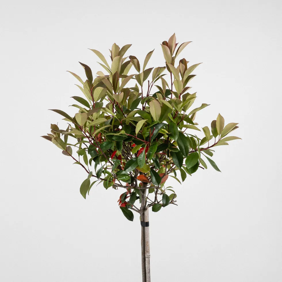 Fotinia × fraseri 'Red Robin' en Copa