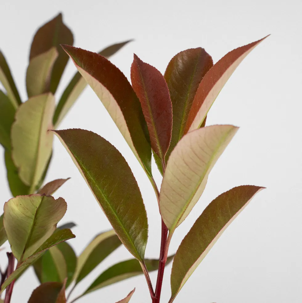 Fotinia × fraseri 'Red Robin' en Copa
