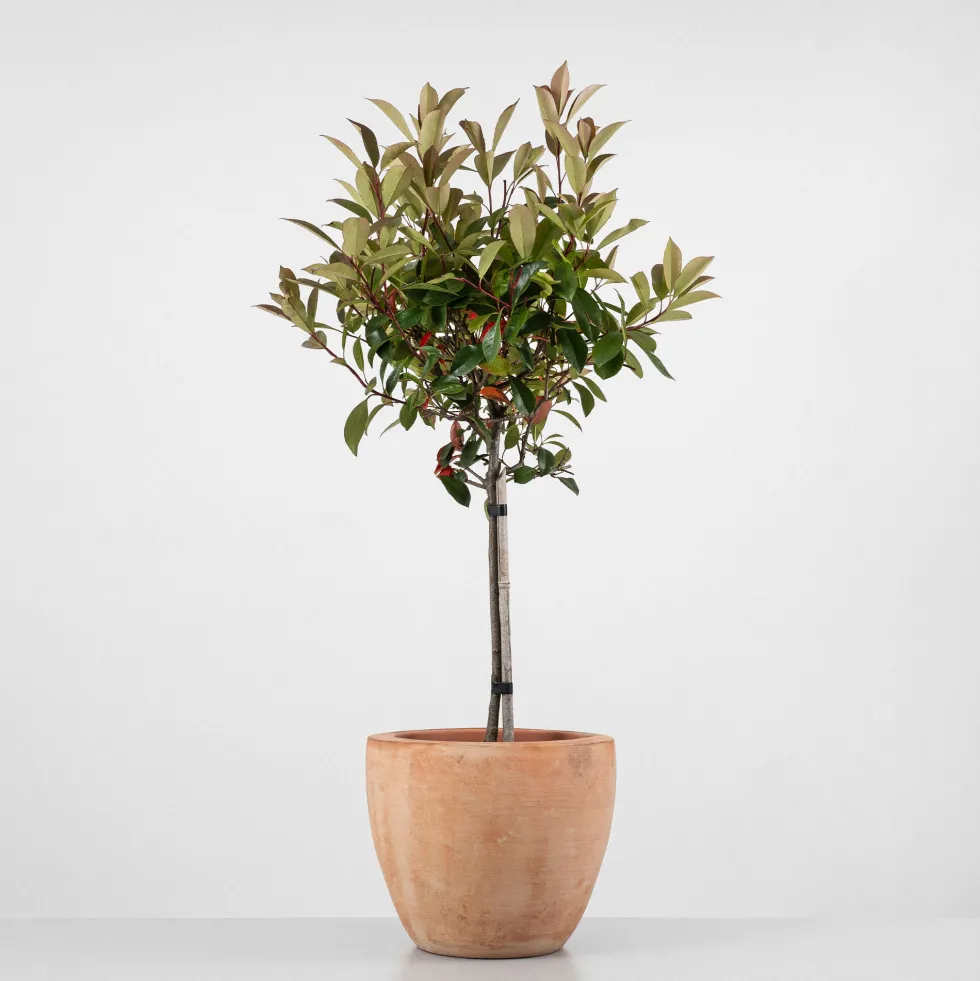 Fotinia × fraseri 'Red Robin' en Copa