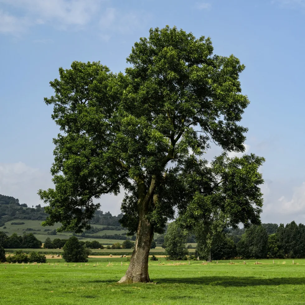 Fraxinus excelsior