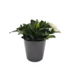 Gardenia jasminoides para interior