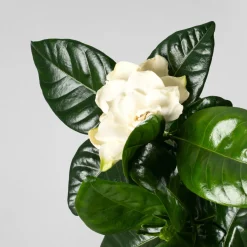 Gardenia jasminoides para interior