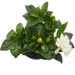 Gardenia jasminoides para interior