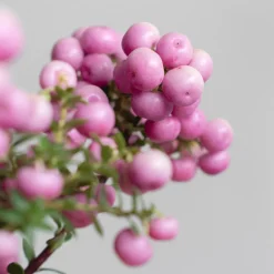 Gaultheria mucronata - Pernettya