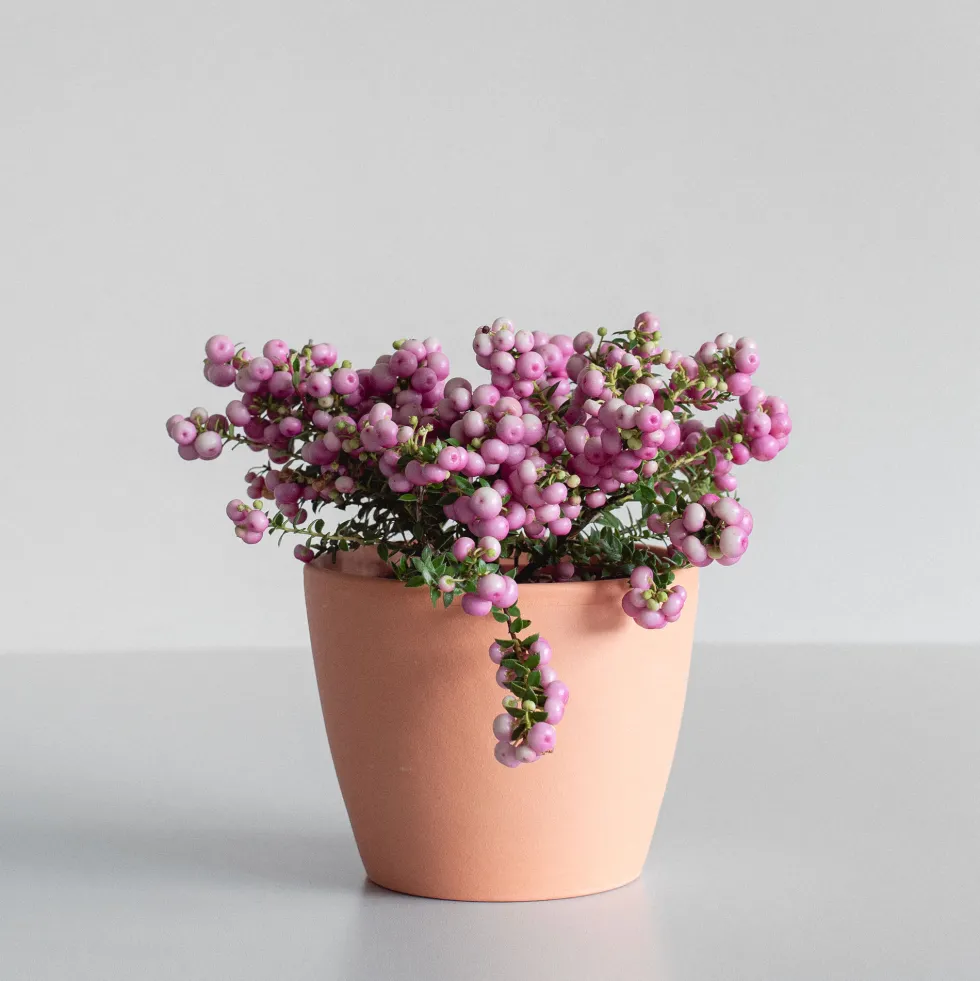 Gaultheria mucronata - Pernettya