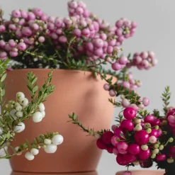 Gaultheria mucronata - Pernettya