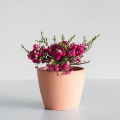 Gaultheria mucronata - Pernettya