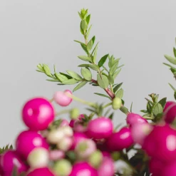 Gaultheria mucronata - Pernettya