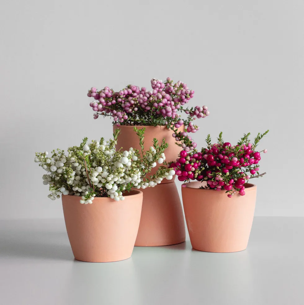 Gaultheria mucronata - Pernettya