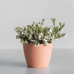 Gaultheria mucronata - Pernettya