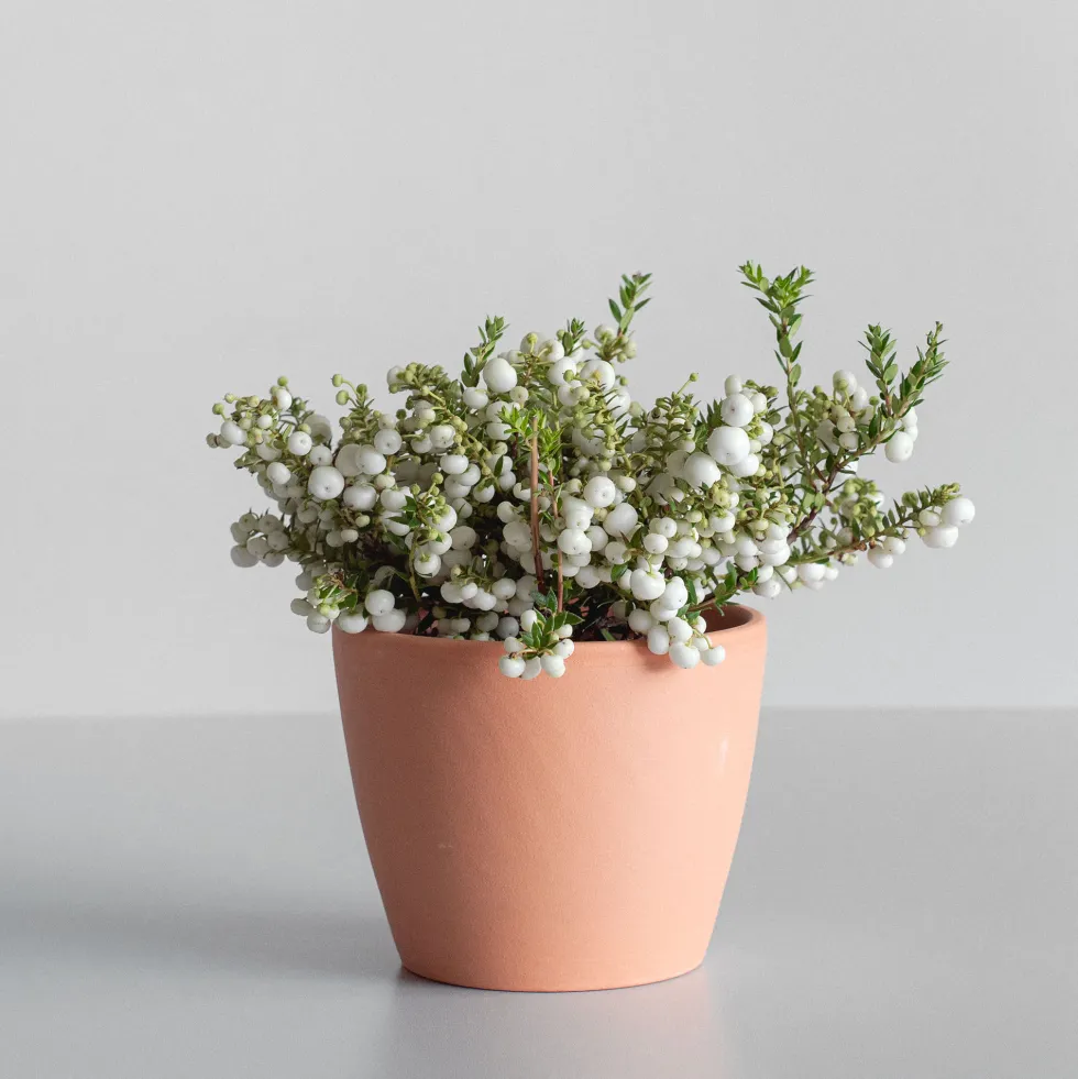 Gaultheria mucronata - Pernettya