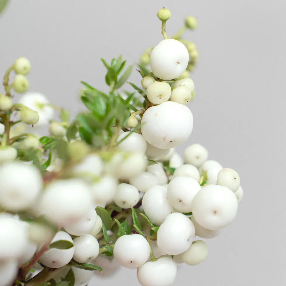 Gaultheria mucronata - Pernettya