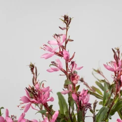 Gaura (Oenothera lindheimeri)