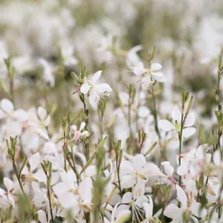 Gaura (Oenothera lindheimeri)