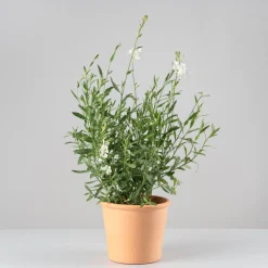 Gaura (Oenothera lindheimeri)
